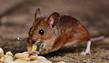 24 Hour & Emergency Exterminators in South River, NJ